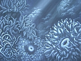 Anemone drawing
