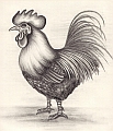 Rooster drawing